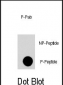 Phospho-FRAP1(T2446) Antibody